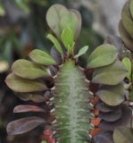 Euphorbia trigona