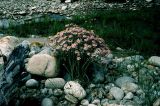 Chrysanthemum zawadskii