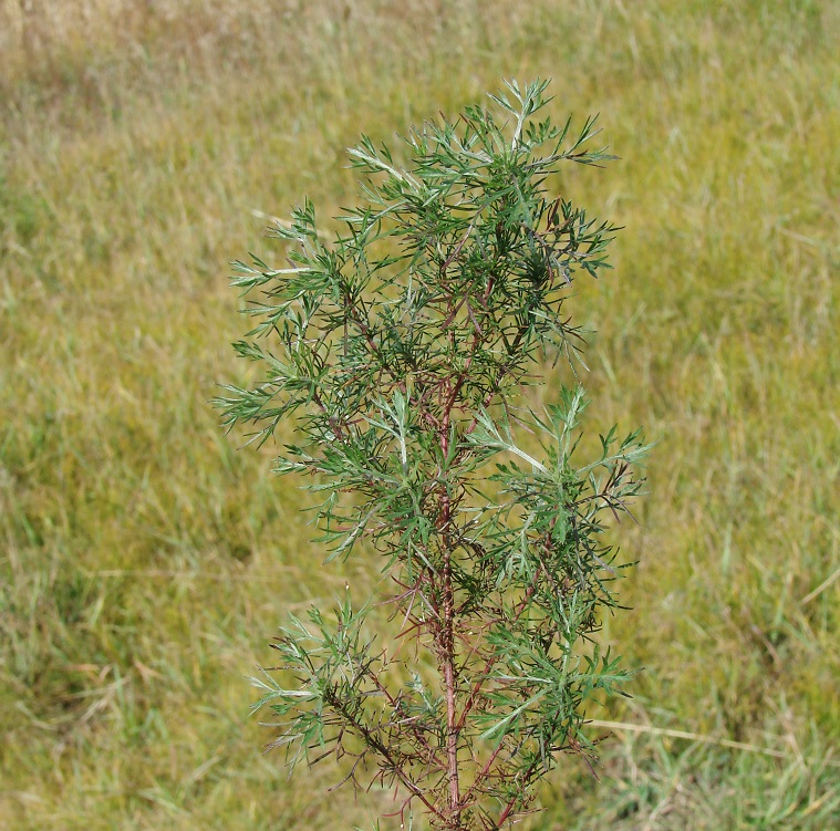 Изображение особи Artemisia sericea.