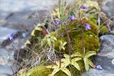 Pinguicula vulgaris. Цветущие растения на моховой подушке на скальном берегу реки. Мурманская обл., п-ов Рыбачий, долина р. Скорбеевская. 30.07.2015.