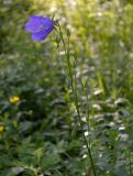 Campanula persicifolia. Верхушка цветущего растения. Татарстан, Лениногорский р-н, опушка леса. 15.06.2016.