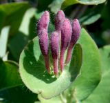 Lonicera caprifolium