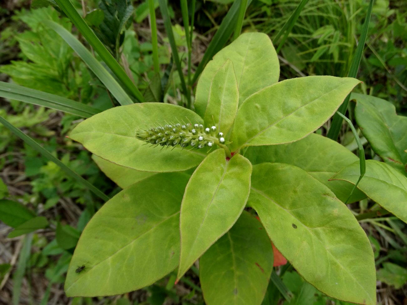 Image of Lysimachia clethroides specimen.