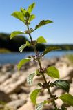 Mentha arvensis. Цветущий побег. Северный Урал, Пермский край, правый берег р. Язьва ниже Коноваловского Камня. 20 августа 2016 г.