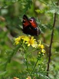 Senecio argunensis. Часть соцветия с кормящейся бабочкой Павлиний глаз. Приморье, окр. г. Находка, разнотравный луг. 13.09.2016.