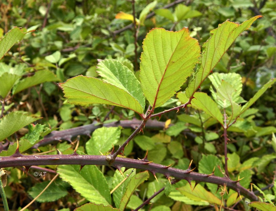 Изображение особи Rubus ulmifolius.