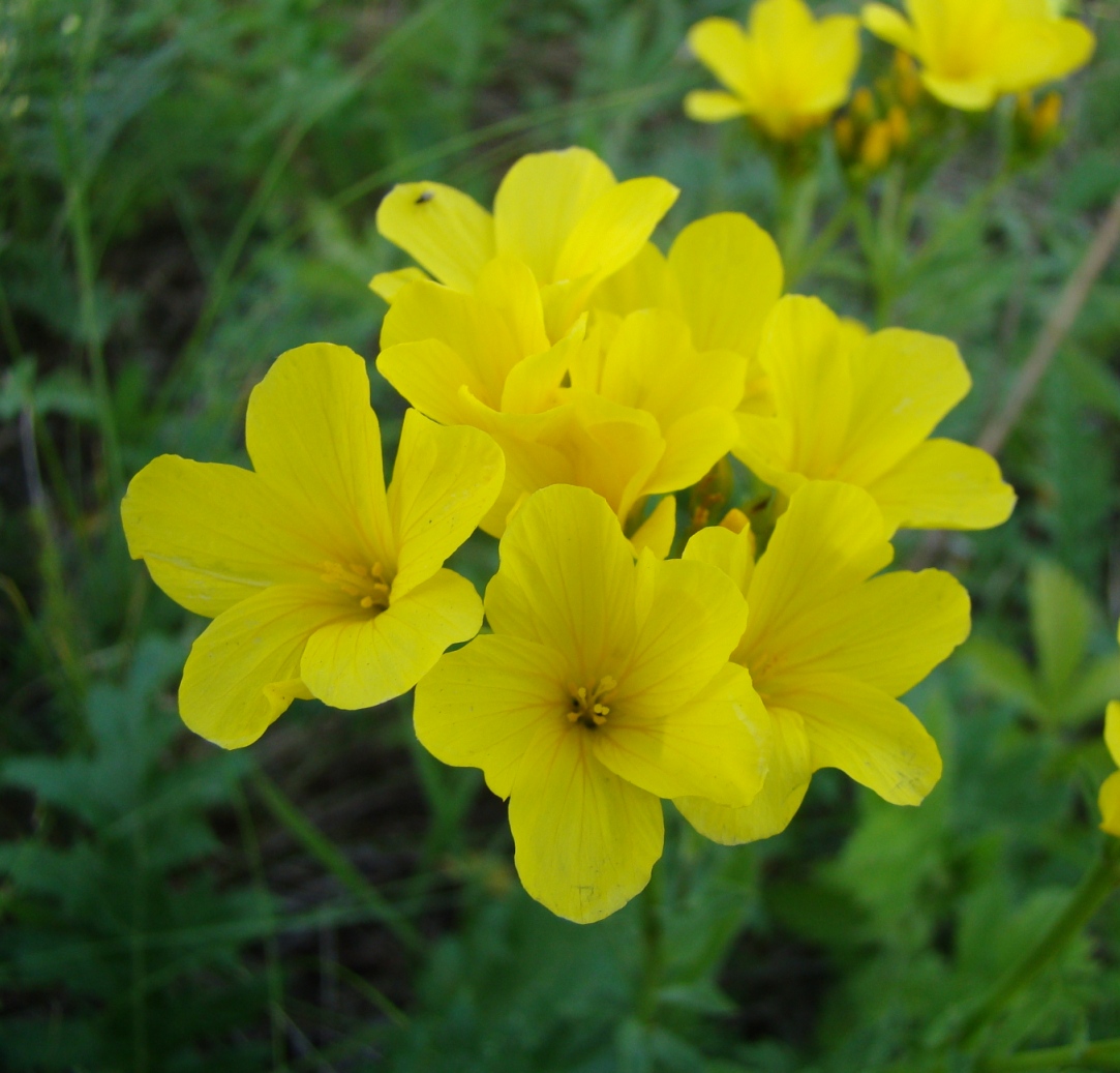 Изображение особи Linum flavum.