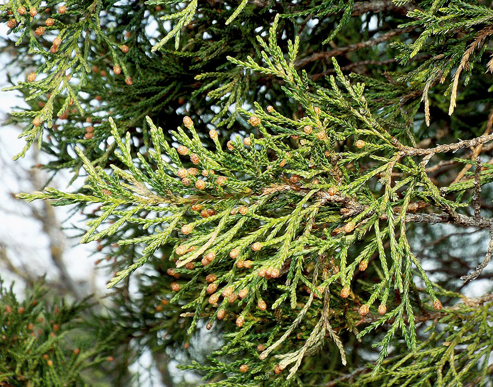 Изображение особи Juniperus foetidissima.