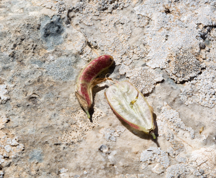 Изображение особи семейство Fabaceae.