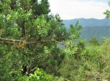 Juniperus deltoides. Верхушка ветви. Краснодарский край, Абинский р-н, гора Папай, на склоне вершины Зап. Папай. 10.07.2016.