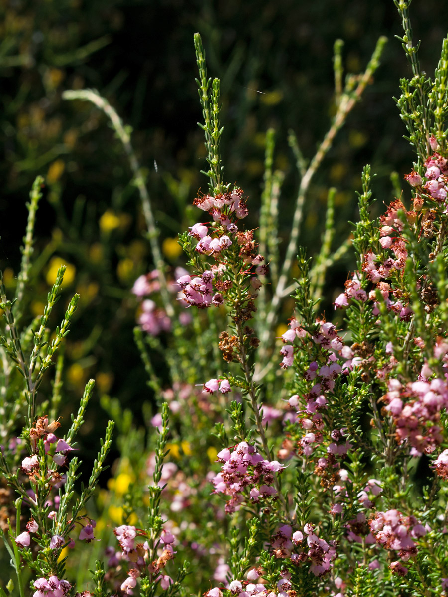 Изображение особи Erica manipuliflora.