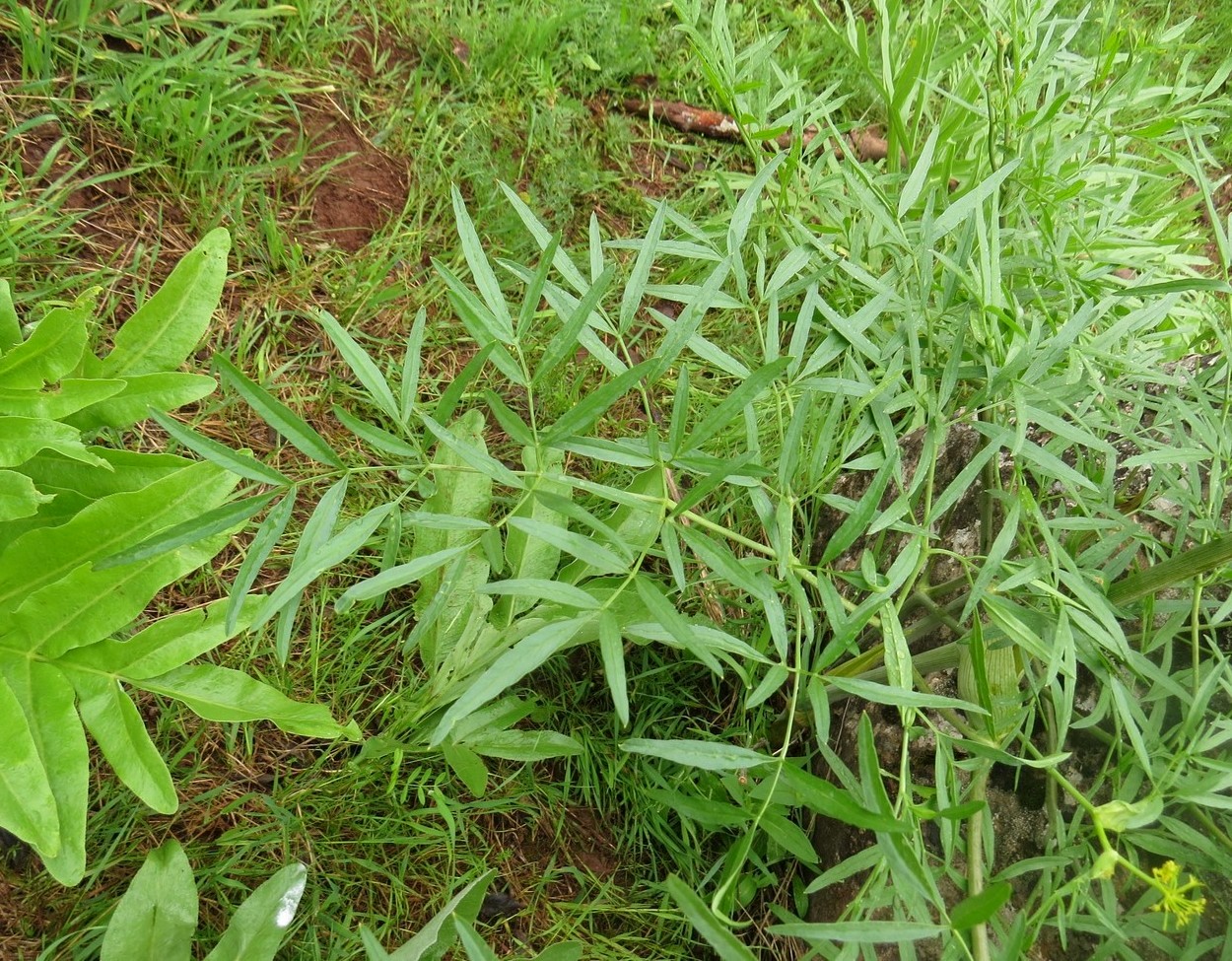 Изображение особи Ferula clematidifolia.