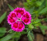 Dianthus barbatus