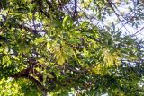 Fraxinus syriaca. Часть кроны плодоносящего дерева. Израиль, Голанские высоты, мошав Одем. 05.07.2018.