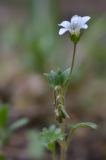 Saxifraga sibirica. Верхушка цветущего растения. Кыргызстан, Иссык-Кульская обл., Внутренний Тянь-Шань, хр. Терскей Ала-Тоо, ущ. Чон-Кызылсуу, правый берег р. Саватор (в 3 км выше метеостанции), 2800 м н.у.м., еловый лес.