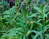 Lathyrus gmelinii. Часть побега с созревающими плодами. Алтай, Катунский хребет, берег оз. Нижнее Мультинское, ≈ 1600 м н.у.м., опушка хвойного леса. 30.06.2018.