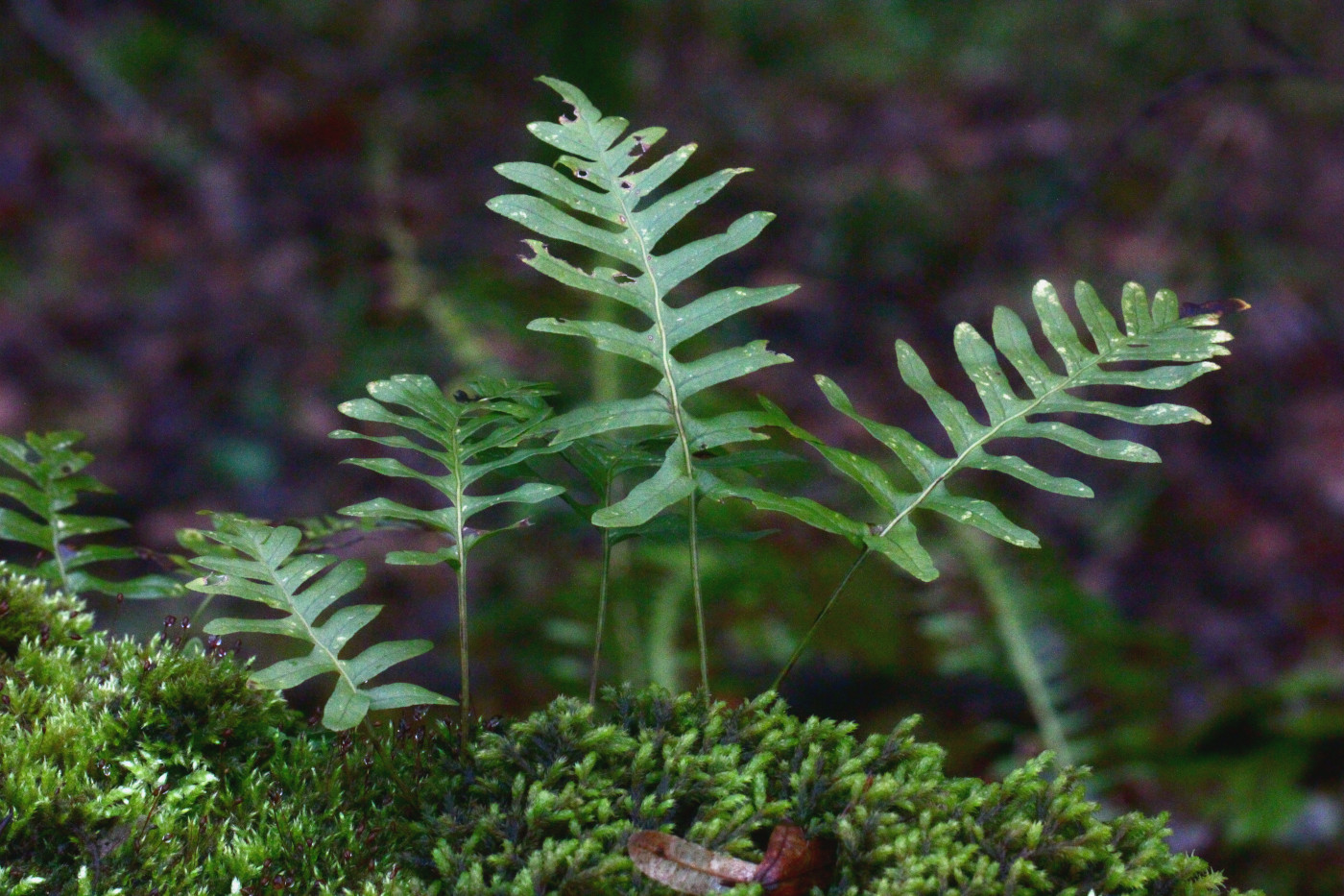 Изображение особи Polypodium vulgare.