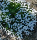 Iberis sempervirens. Цветущие растения. Испания. г. Мадрид. Королевский ботанический сад, в культуре. 18.04.2018.