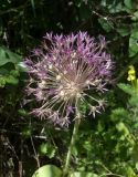 Allium materculae