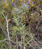 Carlina fennica