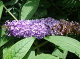 Buddleja davidii