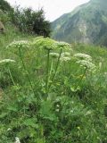 Heracleum leskovii