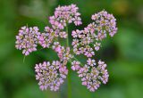 Chaerophyllum rubellum