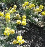 Astragalus regelii