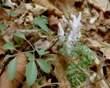 Corydalis repens