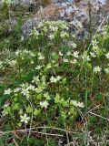 Saxifraga bronchialis