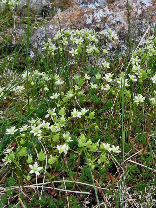 Изображение особи Saxifraga bronchialis.