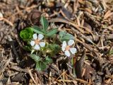 Potentilla micrantha