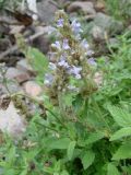 Nepeta alatavica