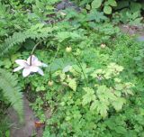 Anemonopsis macrophylla. Цветущее растение. Московская обл., Щёлковский р-н, в культуре. 18.08.2023.