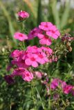 Phlox drummondii