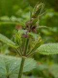 Stachys sylvatica. Верхушка растения с развивающимся соцветием. Московская обл., г. Дубна, лесопарк, смешанный лес. 17.06.2023.