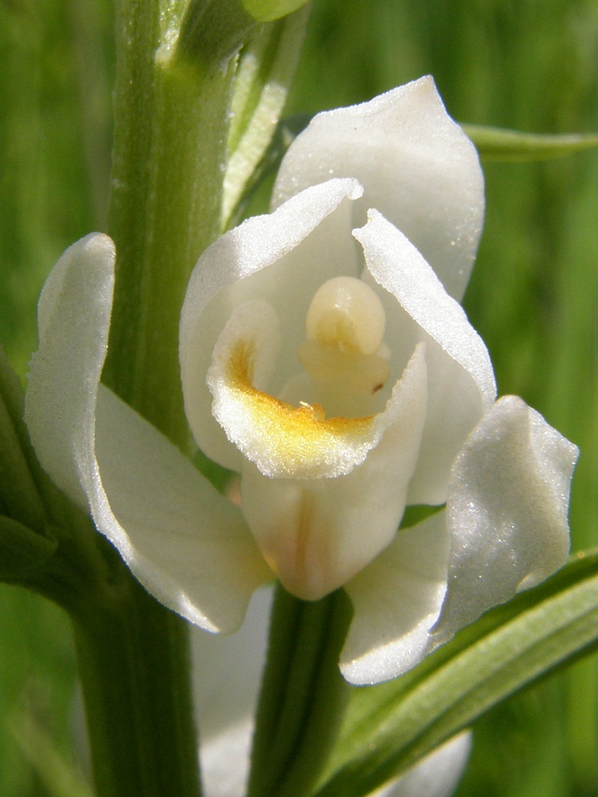 Изображение особи Cephalanthera damasonium.