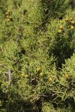 Juniperus phoenicea. Ветви с шишками. Италия, Тоскана, Природный парк Маремма. 12.04.2011.