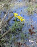 Caltha palustris