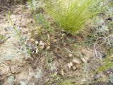 genus Astragalus