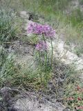 Allium cretaceum