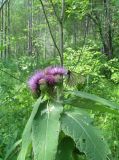 Cirsium helenioides. Верхушка цветущего растения с кормящейся бабочкой. Новосибирская обл., Искитимский р-н, памятник природы \"Бердские скалы\" 28 июня 2012 г.