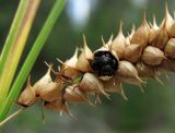 Carex vesicaria