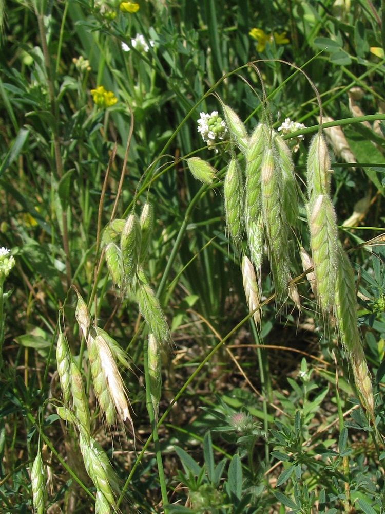 Изображение особи Bromus wolgensis.