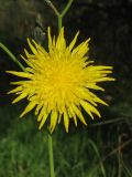 Sonchus arvensis. Соцветие. Украина, г. Запорожье, пос. Солнечный, балка, поросший травой участок между деревьями. 29.09.2012.