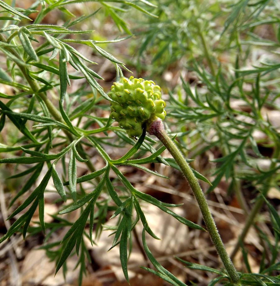 Image of Adonis villosa specimen.