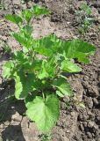 Althaea officinalis