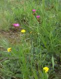 Dianthus ruprechtii