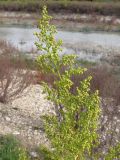 Artemisia annua