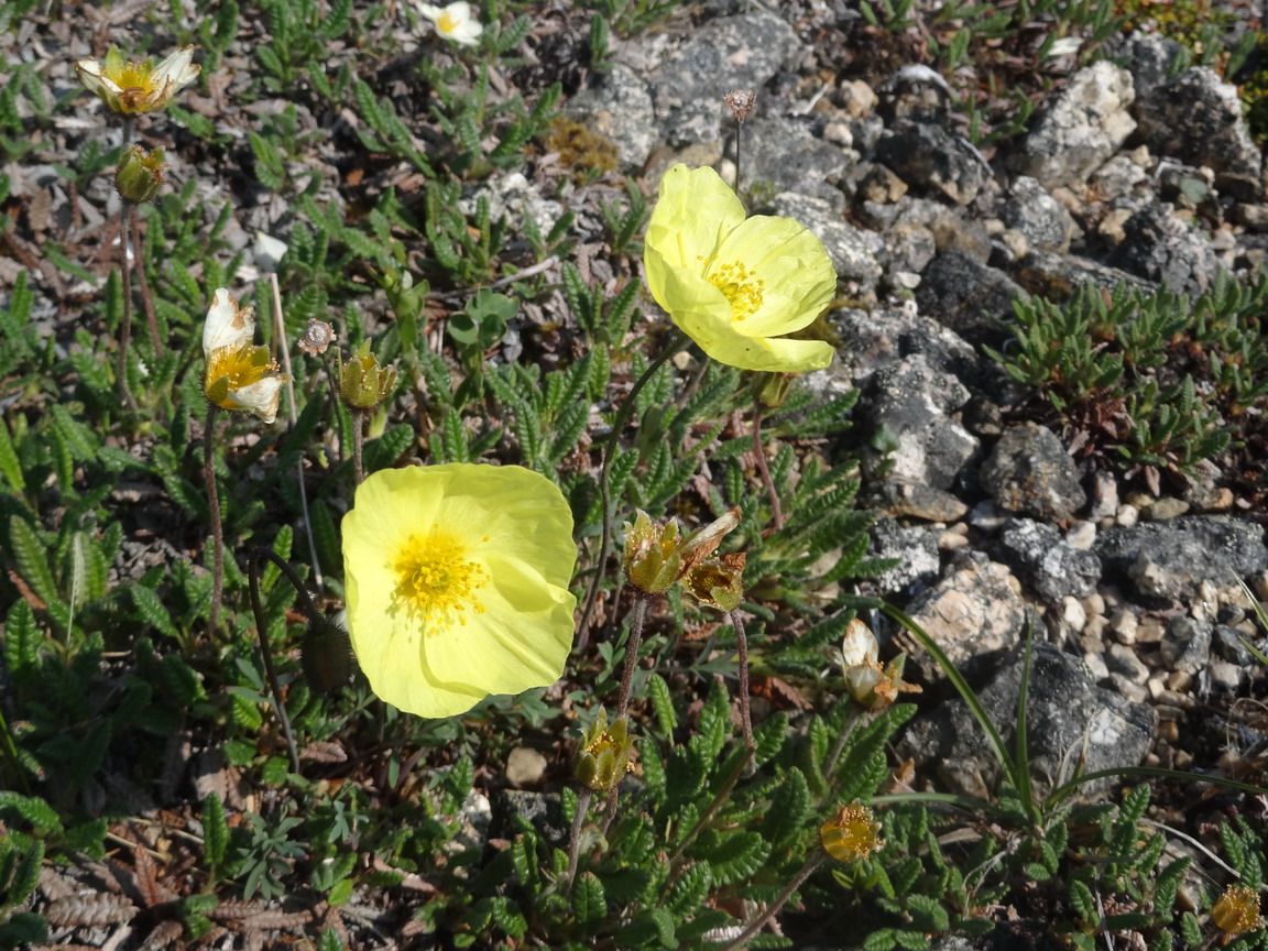 Изображение особи Papaver keelei.